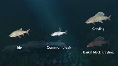Ultimate Fishing Simulator - New Fish Species PC Key Fiyatları