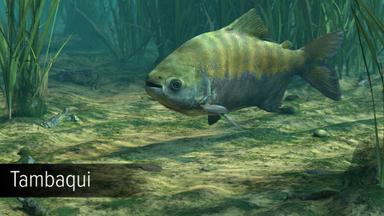 Ultimate Fishing Simulator - Amazon River DLC PC Key Fiyatları