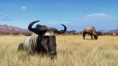 Way of the Hunter - Tikamoon Plains PC Fiyatları