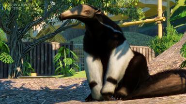 Planet Zoo: South America Pack Fiyat Karşılaştırma