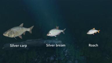 Ultimate Fishing Simulator - New Fish Species PC Fiyatları