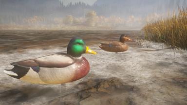 theHunter: Call of the Wild™ - Duck and Cover Pack Fiyat Karşılaştırma