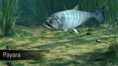 Ultimate Fishing Simulator - Amazon River DLC Fiyat Karşılaştırma